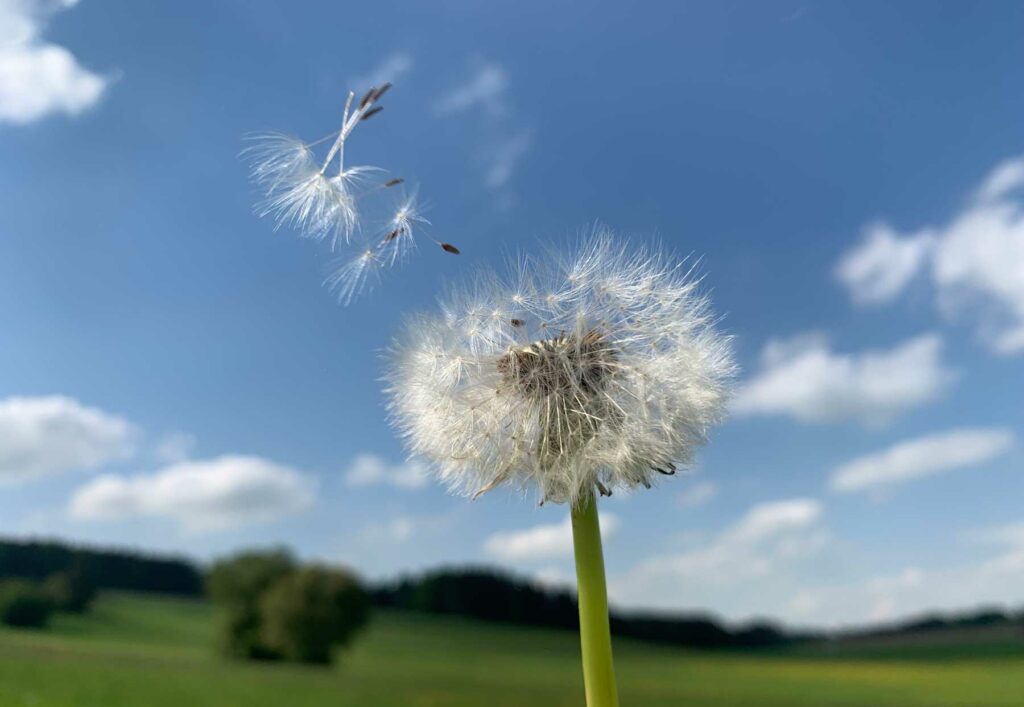 sechs Pusteblumenschirmchen steigen von einer Pusteblume weg in die Luft, im Hintergrund verschwommen grüne Wiesen, Bäume, Wald, blauer Himmel mit weißen Wolken