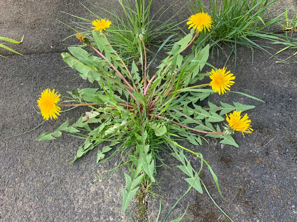 Löwenzahn mit grünen Blättern und gelben Blüten wächst zwischen Fallschutzplatten heraus