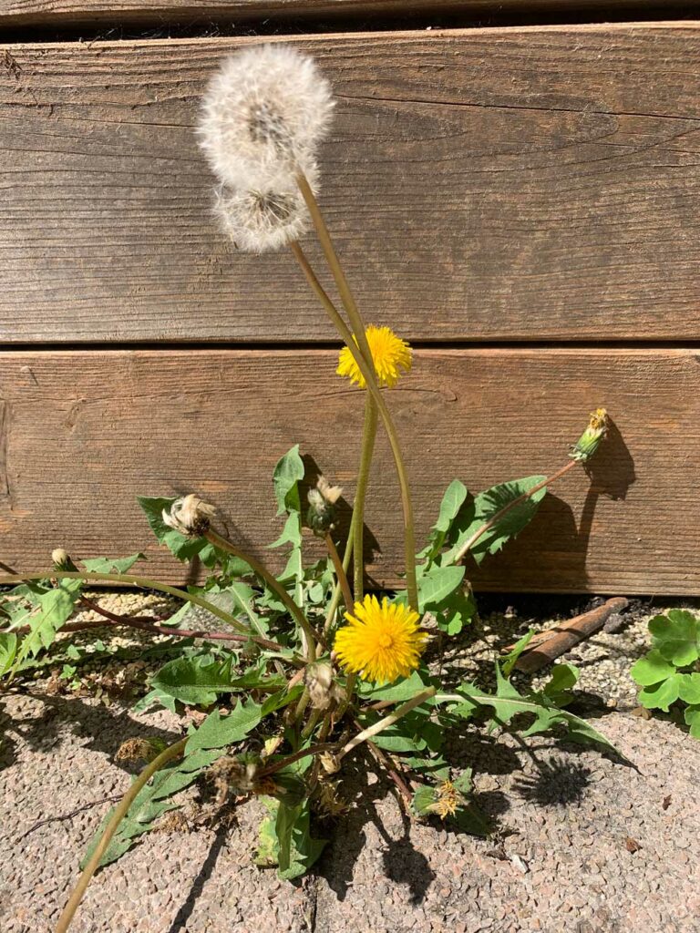 Löwenzahn mit grünen Blätter, gelben Blüten und Pusteblumenköpfe wächst aus der Ritze einer Steinterasse, mit Holzbrettern im Hintergrund