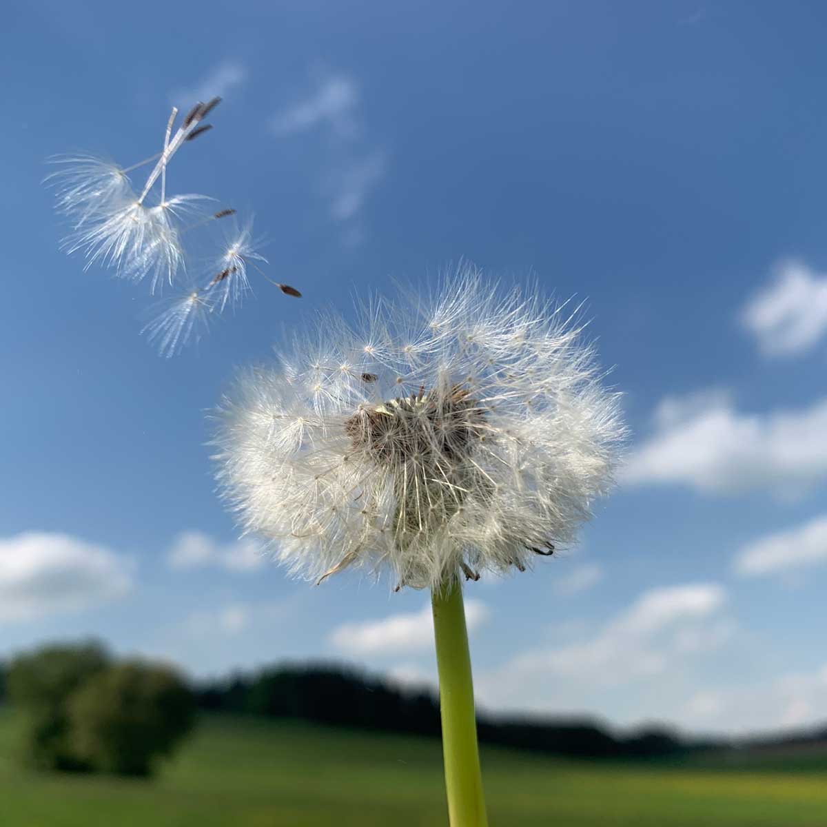 Pusteblume Pusteblumenschirmchen lösen sich von Pusteblume