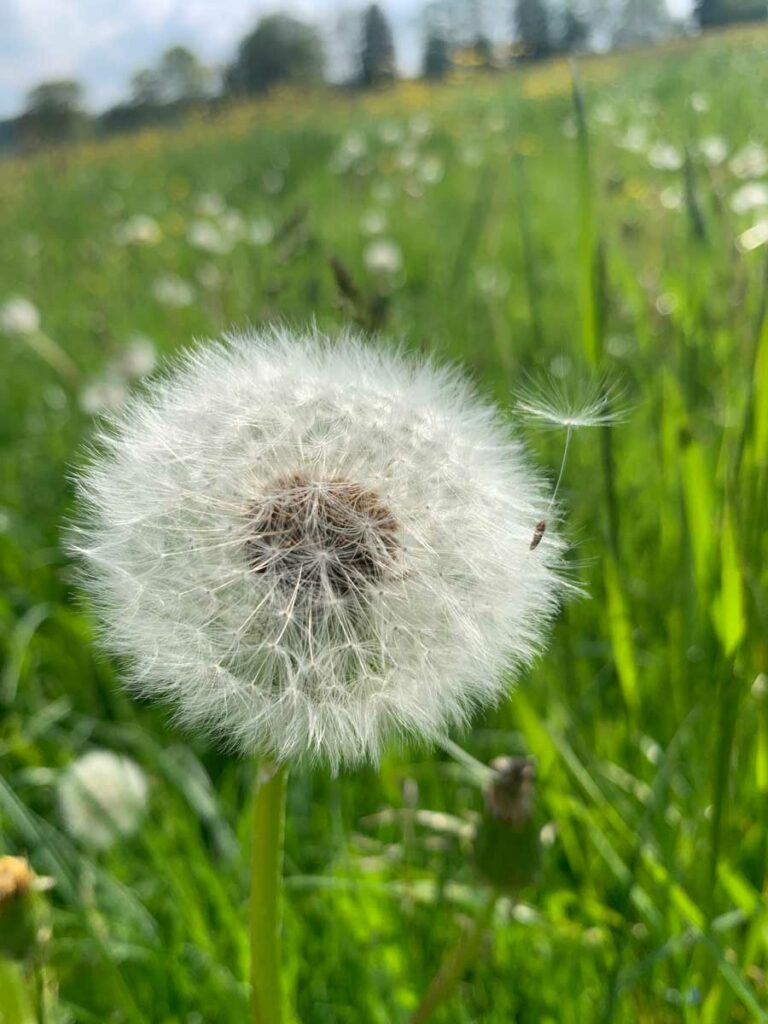 Eine Pusteblume mit flauschig weißem intakten Blütenkop mit einem einzelnen Schirmchen, dass gerade loszulegen scheint vor einer intensiv grünen Wiese mit noch mehr Pusteblumen und verschwommen leben Löwenzahn und grüne Bäume vor blauem Himmel im Hintergrund