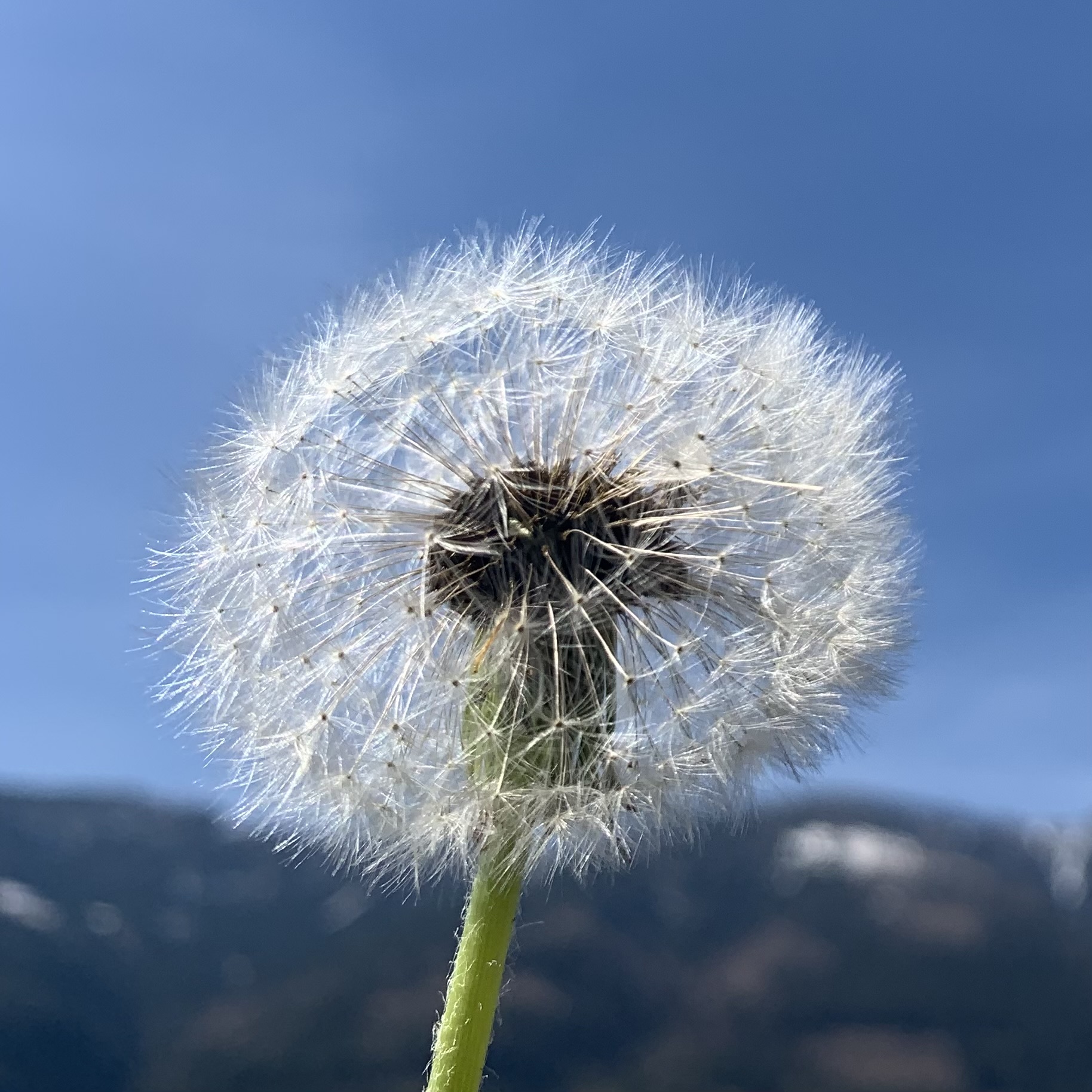 Pusteblume Kopf